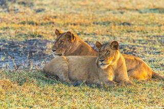 Zambia-Kafue Lions