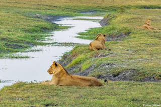 Zambia-Kafue National Park Lions