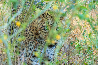 Zambia-Leopard in Bush