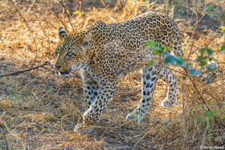 Zambia-Leopard on Ground