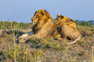 Zambia-Lion Couple