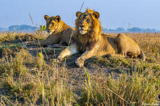 Zambia-Lion Couple on Mound