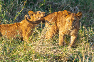 Zambia-Lion Cubs Playing