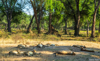 Zambia-Lion Pride Asleep