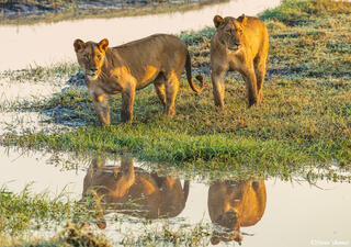Zambia-Lion Reflection