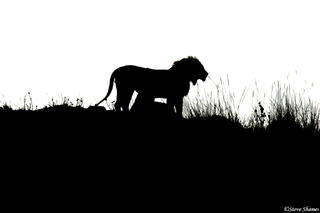 Zambia-Lion Silhouette