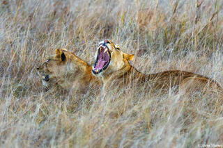 Zambia-Lion Sisters