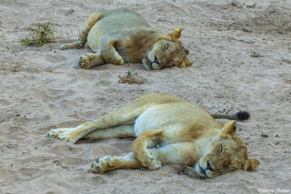Zambia-Lion Synchronized Sleeping