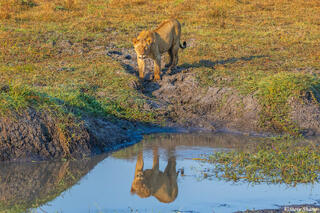 Zambia-Lioness at Waterhole