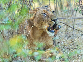 Zambia-Lioness Eating Waterbuck Leg
