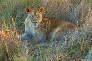Zambia-Lioness Looking