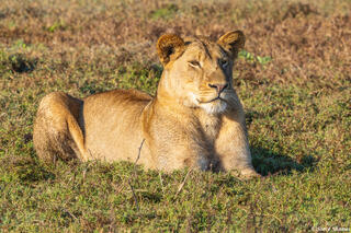 Zambia-Lioness Watching Lechwe