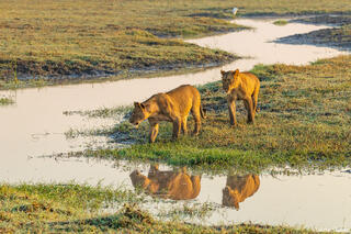 Zambia-Lions by Ravine