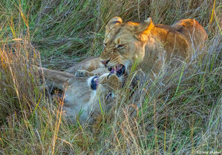 Zambia-Lions Playing