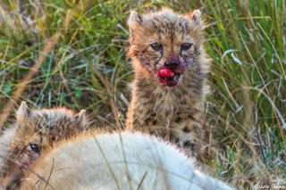 Zambia-Little Cheetah Cub