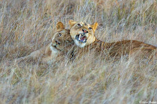 Zambia-Loving Lions