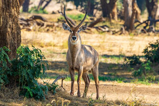 Zambia-Lower Zambezi Waterbuck