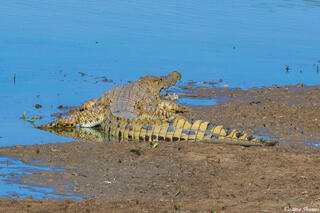 Zambia-Luangwa River Crocodile