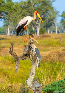 Zambia-Marabou and Yellow Billed Storks