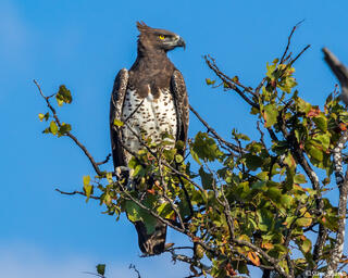 Zambia-Martial Eagle