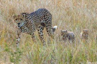 Zambia-Mother Cheetah and Cubs
