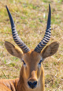 Zambia-Puku Portrait