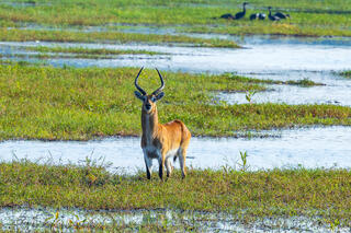 Zambia-Red Lechwe in Marsh