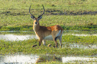Zambia-Red Lechwe Swamp