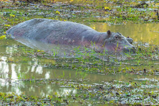 Zambia-South Luangwa Hippo