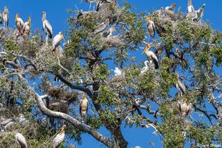 Zambia-Stork Nesting Colony
