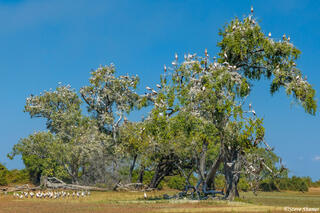 Zambia-Stork Nesting Tree