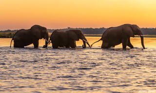 Zambia-Sunset Elephant Crossing
