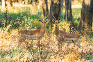 Zambia-Twin Impalas