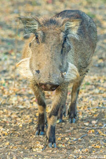Zambia-Warthog Whiskers