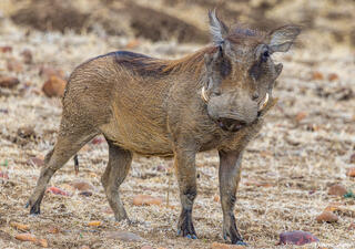Zambia-Warthog