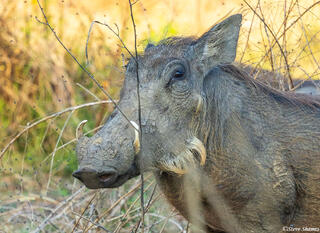 Zambia-Warthog Close Up