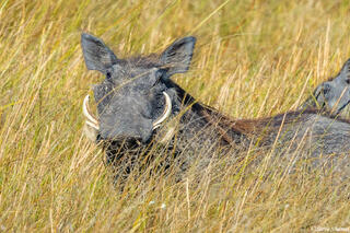 Zambia-Warthog in High Grass