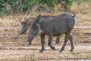 Zambia-Warthogs Walking