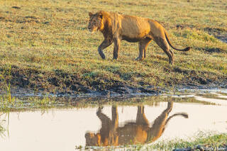 Zambia-Wet Lion