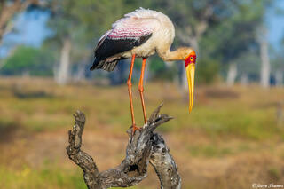 Zambia-Yellow Billed Stork
