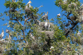 Zambia-Yellow Billed stork Colony