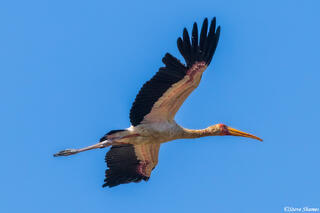 Zambia-Yellow Billed Stork Flying