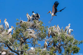 Zambia-Yellow Billed Stork Landing