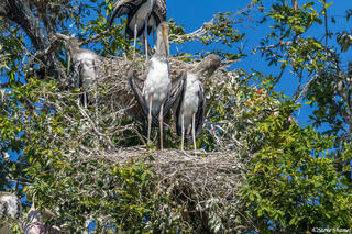 Zambia-Yellow Billed Stork Nest