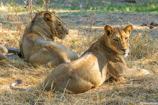Zambia-Zambezi Lions