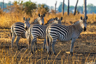 Zambia-Zebras on Burnt Ground