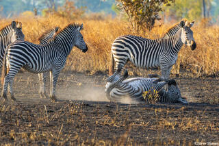 Zambia-Zebras Rolling