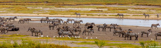 Zebras by Waterhole