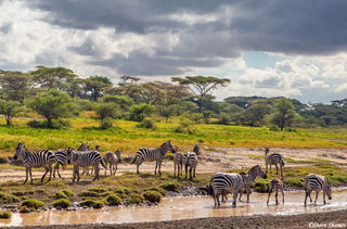 Zebras by Water Landscape