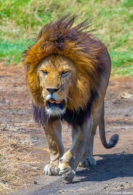 Africa-Big Lion Walking
